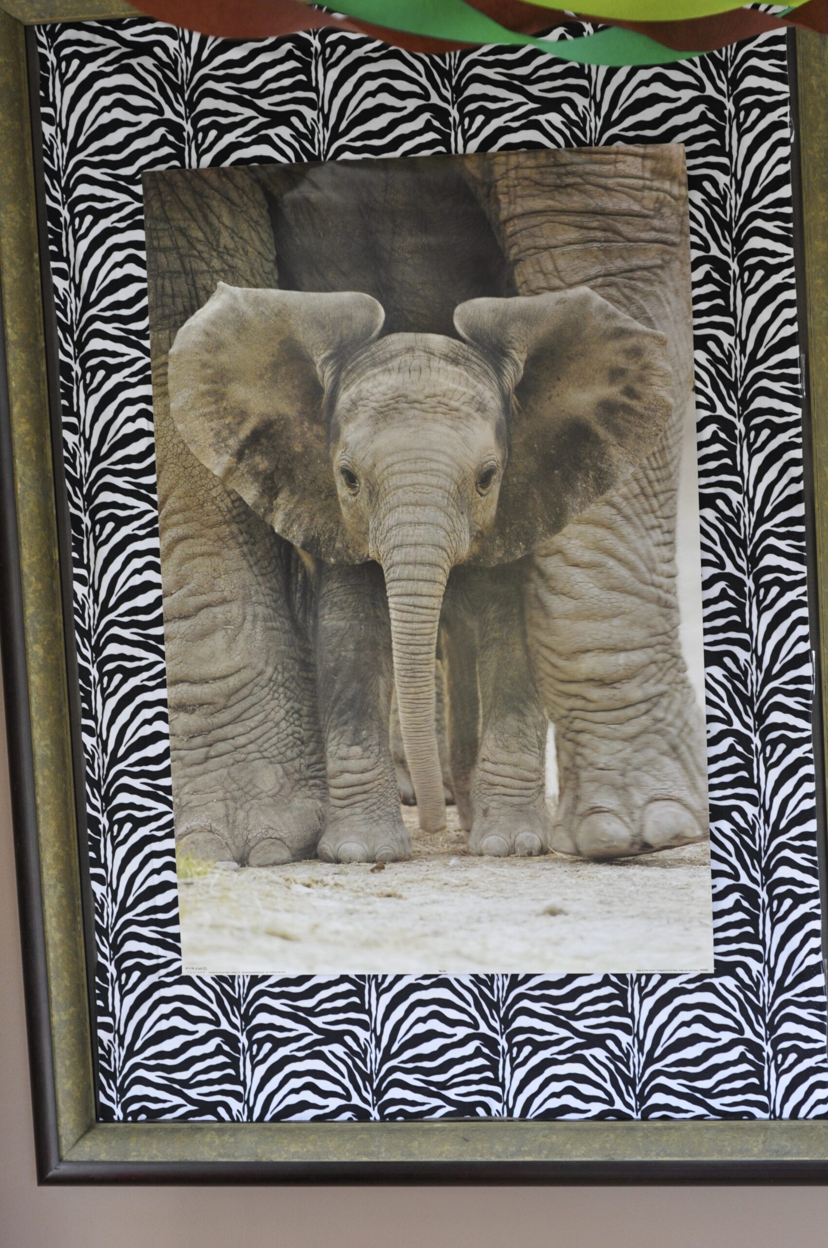 safari_DSC_1091